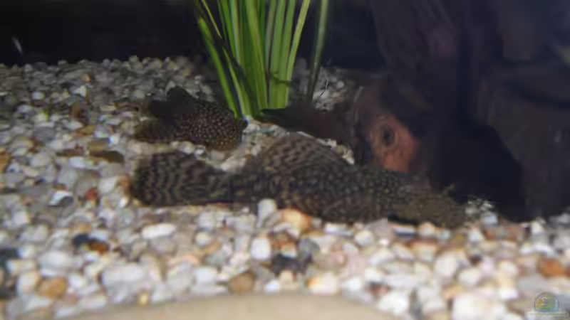 Braune Antennenwelse; vorne junges Männchen, hinten Weibchen von Sabrina + Michi (15)