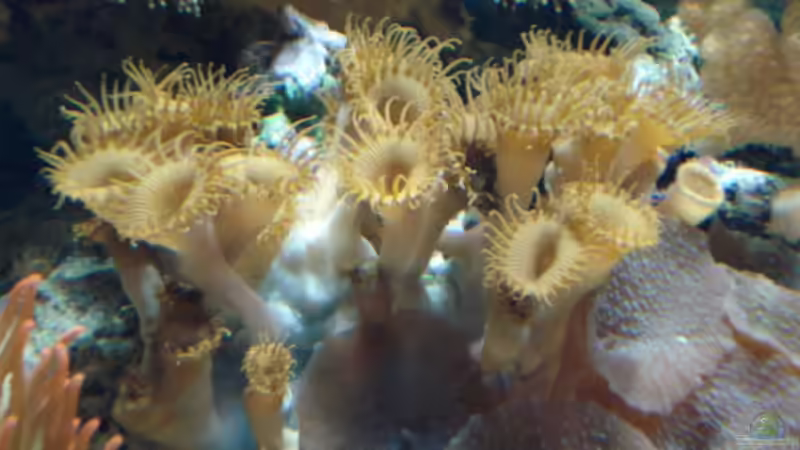 Braune Krustenanemonen von Mario Dorner (21)