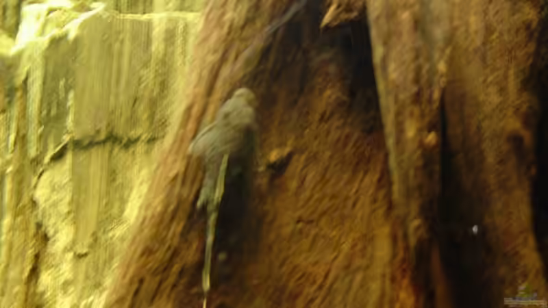 Brauner Antennenwels	(Ancistrus spec.) auf der Wurzel von Cristian (22)