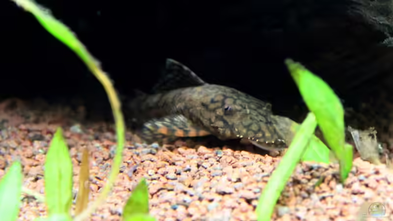 Brauner Antennenwels - Ancistrus spec. von c-th (40)