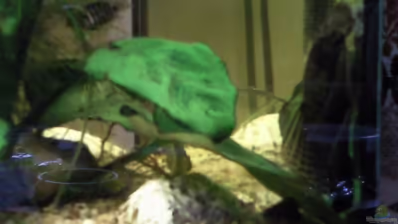 Brauner Antennenwels M. an der rechten Seitenscheibe von mikael38 (25)