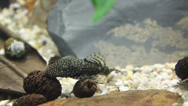 Brauner Antennenwels von ESA_72 (32)