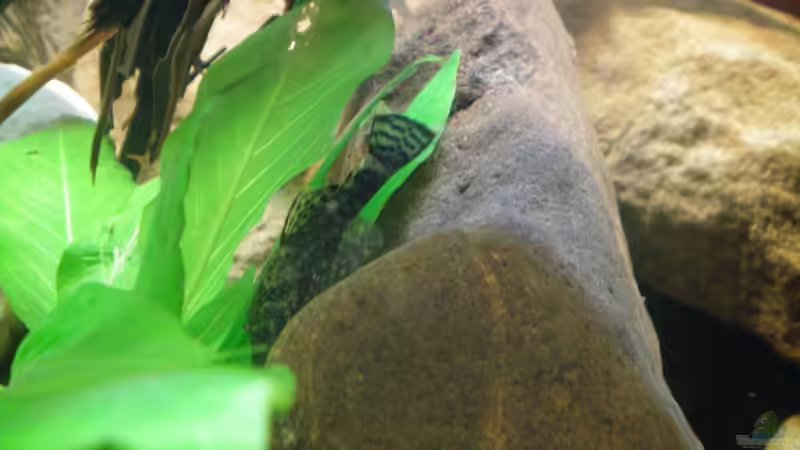 brauner Antennenwels von Falk Bellmann (46)