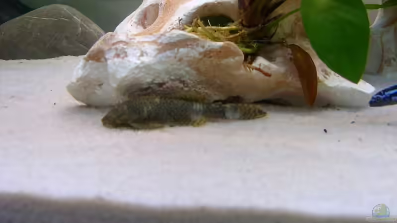 Brauner Antennenwels von Kleene69 (14)