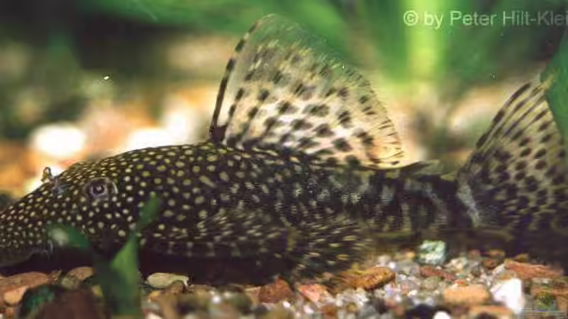 Brauner Antennenwels von Maik+Lene (3)