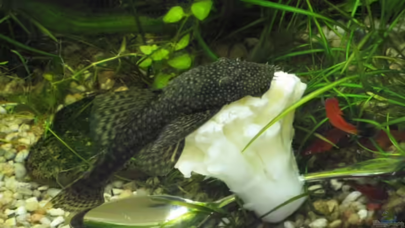 brauner Antennenwels von Marlone (19)