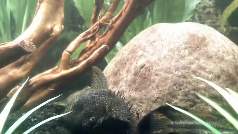 Brauner Antennenwels von Steffi & Hans (15)