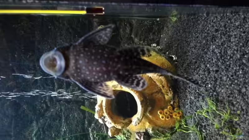 Brauner Antennenwels von Tyrofijo (6)