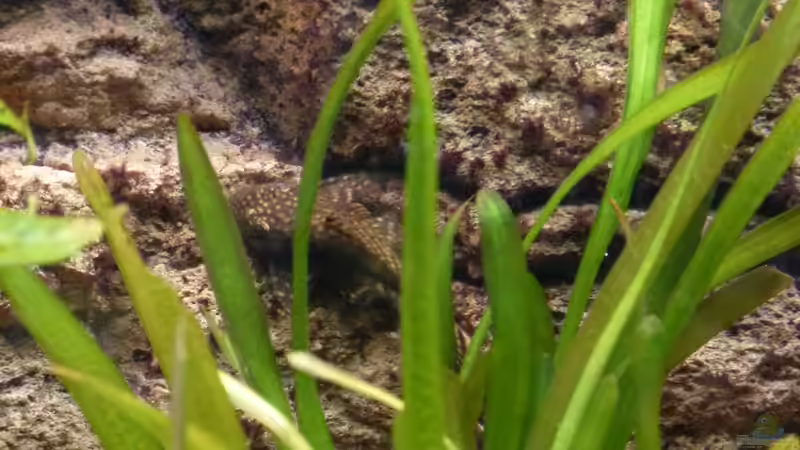 Brauner Antennenwels (W) von Malawilike (16)