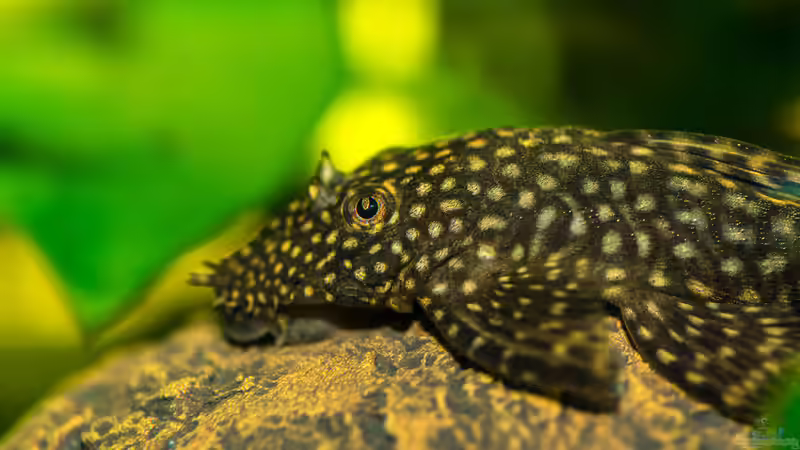 Brauner Antennenwels Weibchen von Feinripp (10)