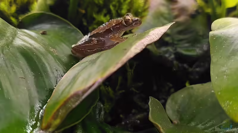 Brauner Bananenfrosch (Afrixalus dorsalis) von Stephi (26)