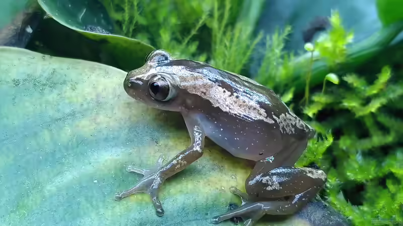 Brauner Bananenfrosch (Afrixalus dorsalis) von Stephi (29)