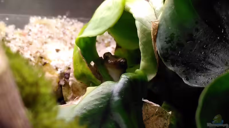 Brauner Bananenfrosch (Afrixalus dorsalis) von Stephi (30)