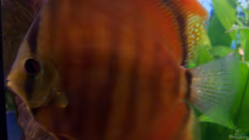 Brauner Discus Weib von Stefan Arenth (19)