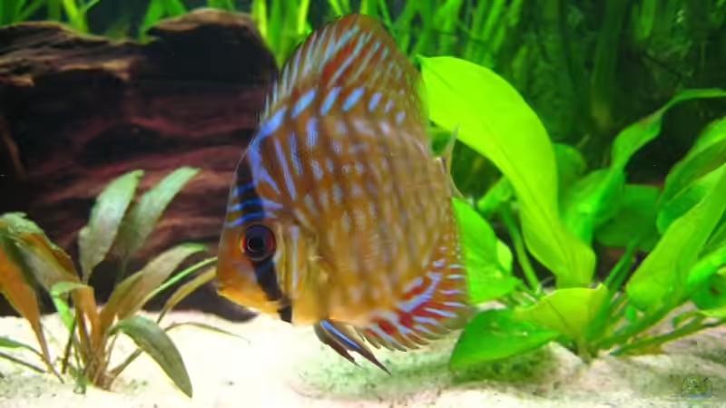 brauner Diskus von Dennis (7)