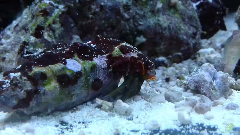 Brauner Einsiedler aus der Adria von Truthahnmann (59)