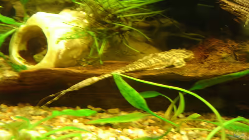 Brauner Hexenwels	Rineloricaria lanceolata von Cristian (27)