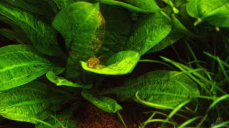 Brauner Otocinclus von Reinhard (18)