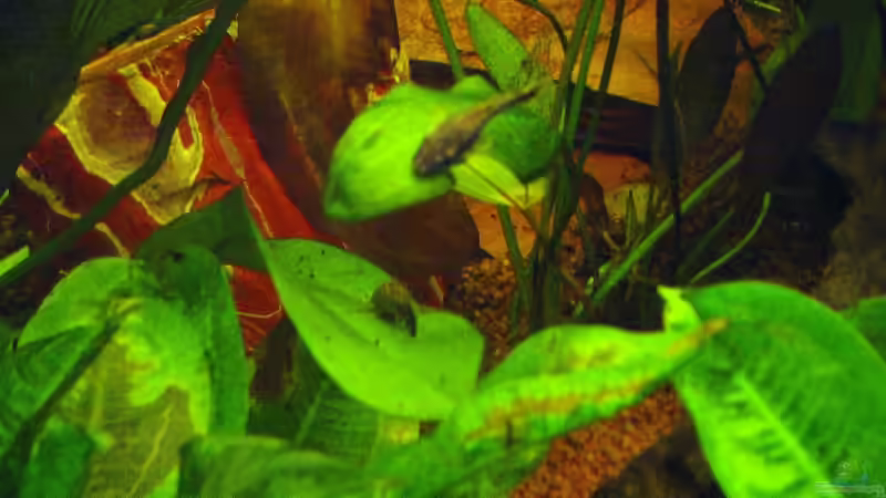 Brauner Otocinclus von Reinhard (19)