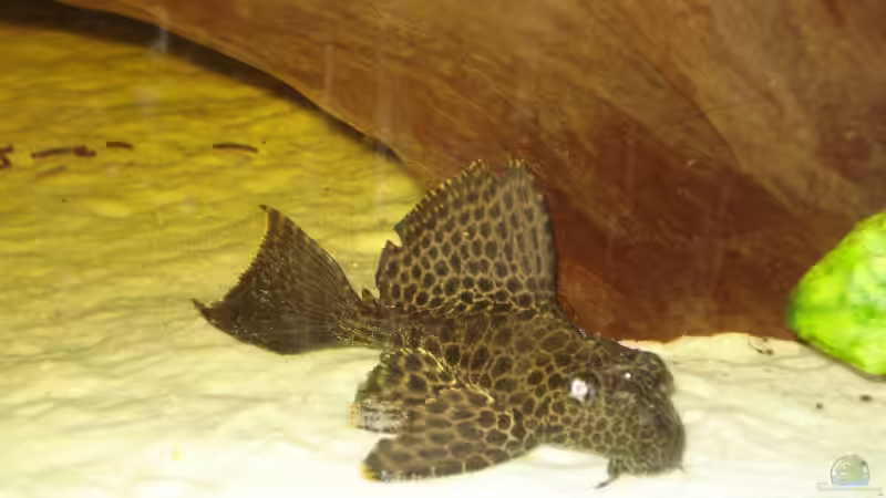 brauner Wabenschilderwels von Alexander Beutner (29)