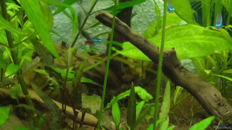 brauner Wasserkelch von Franz Wüest (10)