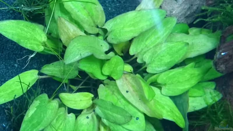 Brauner Wasserkelch von Jahira (8)