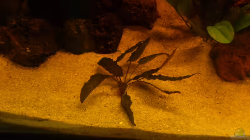 Brauner Wasserkelch von Kai Heermann (11)