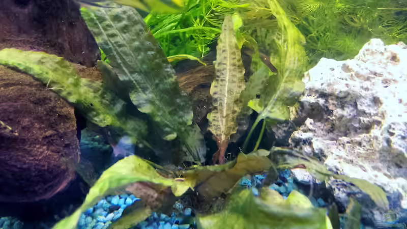 Brauner Wasserkelch von mamo2000 (11)