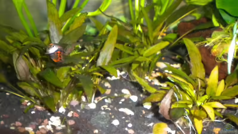 Brauner Wasserkelch von Marci (8)