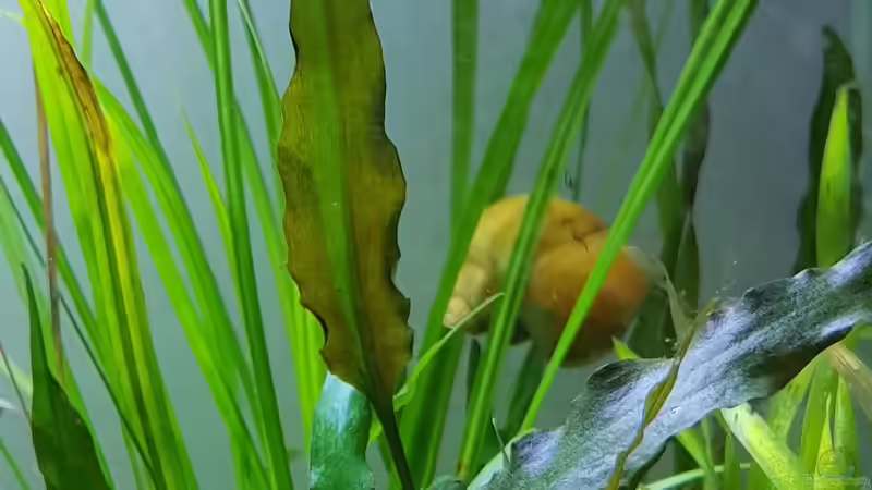 Brauner Wasserkelch von Mel (10)