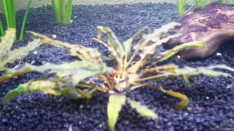 Brauner Wasserkelch von Olaf E. (6)