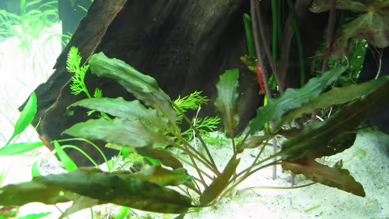 Brauner Wasserkelch von Sarah (24)