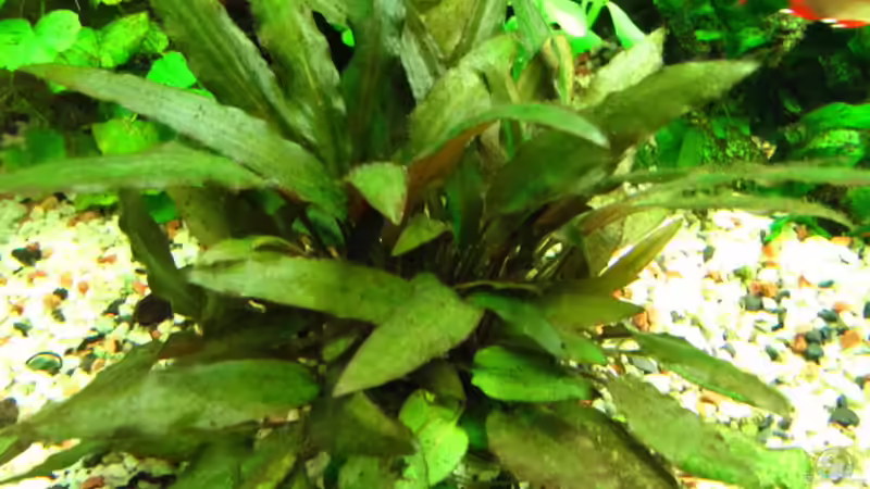 brauner Wasserkelch von Sarah (6)