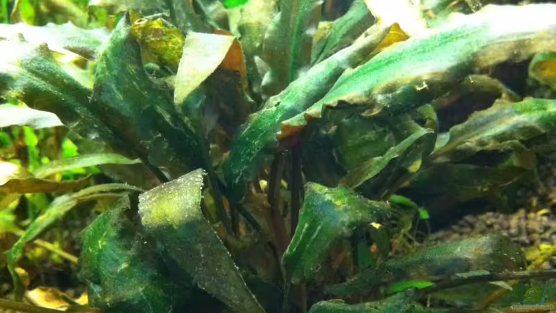 Brauner Wasserkelch von Yejo (9)