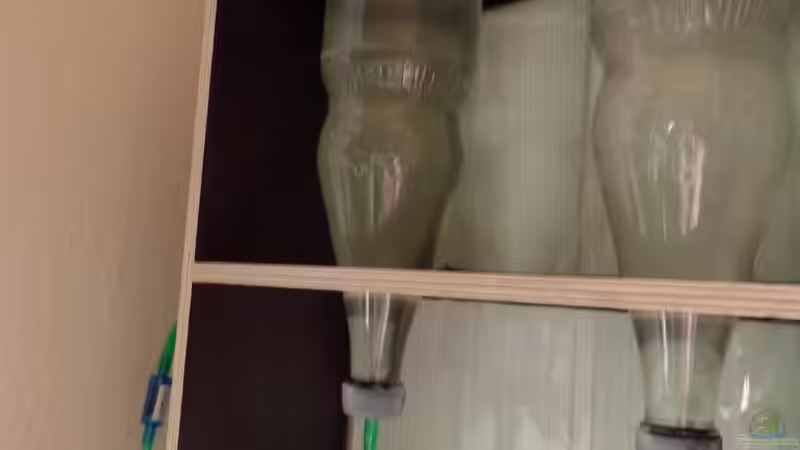 "Braunes Gold" von raubsau