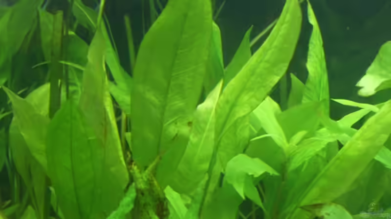 Breitblättrige Amazonaspflanze von Obi (5)