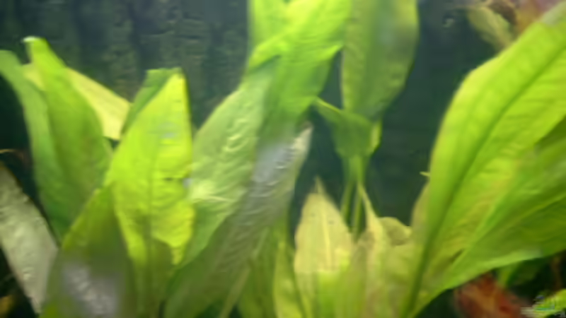 Breitblättrige Amazonasschwertpflanze von Sean & Fynn (9)