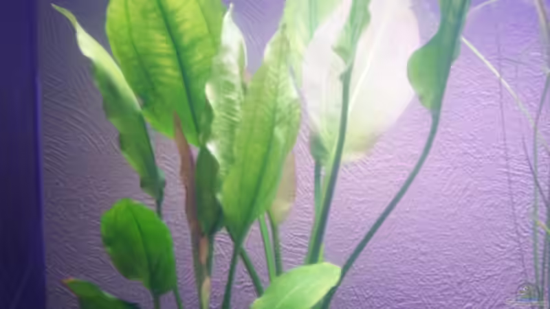 Breitblättrige Schwertpflanze von Olaf E. (3)