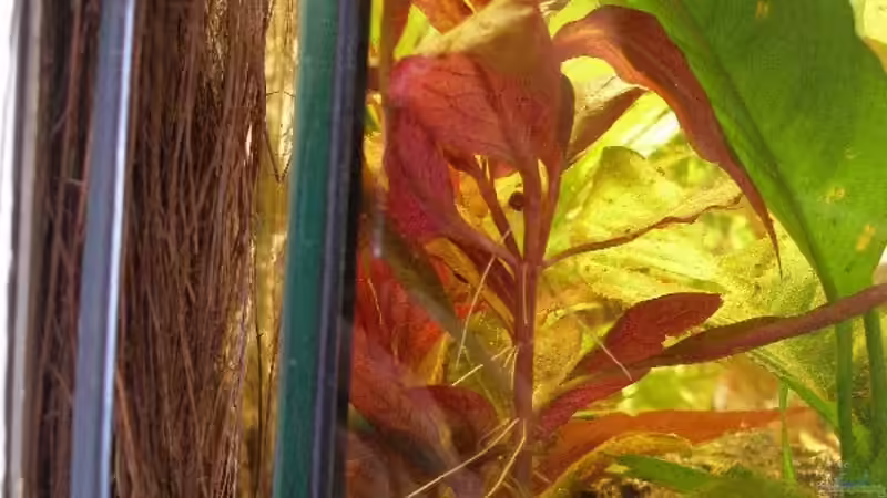 Breitblättriges, rotes Papageienblatt (Alternanthera Reineckii)  von Maja Knodel (12)