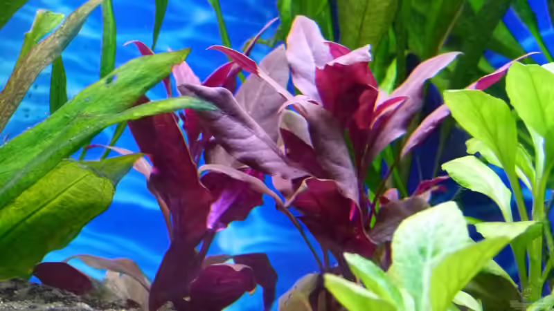 Breitblättriges, rotes Papageienblatt von Mc.Maurer (15)