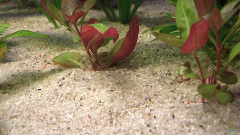 Breitblättriges Papageienblatt Alternanthera reineckii ´purple´ von Matoba (27)