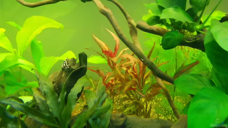 Breitblättriges Papageienblatt von FIsch89 (10)