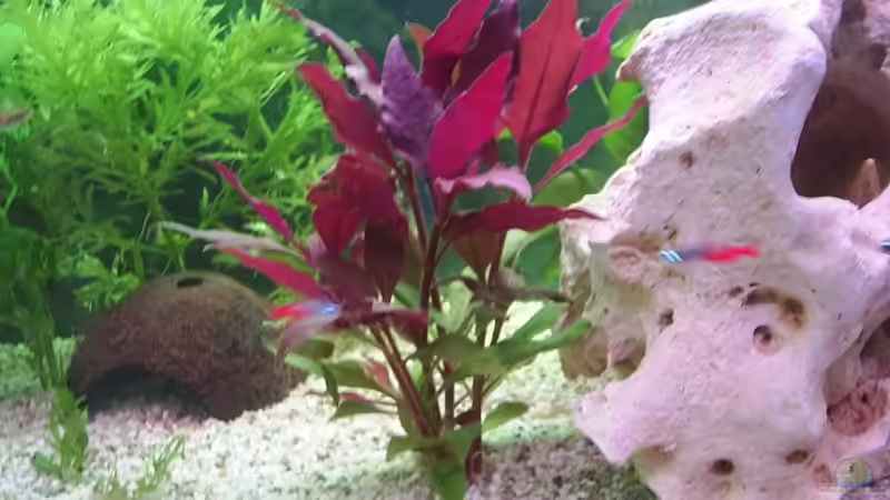 Breitblättriges Papageienblatt von Sauerlandmicha (5)