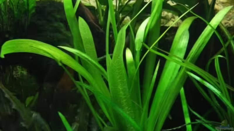 Sagittaria platyphylla im Aquarium (Einrichtungsbeispiele mit Breitblättriges Pfeilkraut)