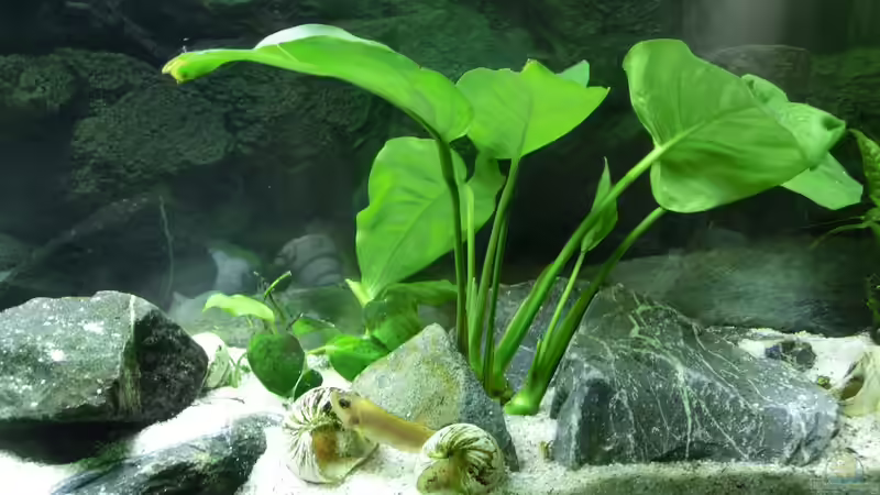 Breitblättriges Speerblatt, Anubias Barteri von The BugZ (15)