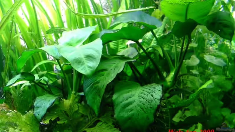 Breitblättriges Speerblatt von Wels-fan (30)