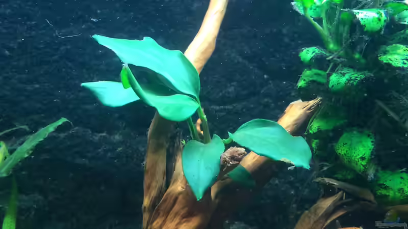 Breitblättriges Speerblatt von X-Rayminator (4)