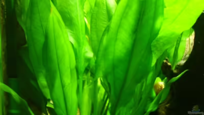 Breite Amazonaspflanze von Wels-fan (22)