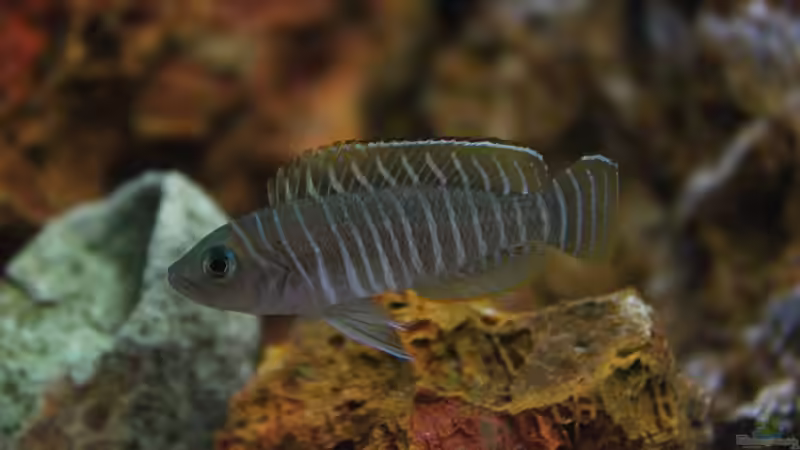 Breite Streifen mit blauen Augen , der Neolamprologus similis !