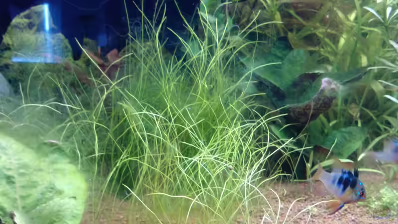 breitet sich gut aus von Mike Schl. (16)